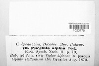 Puccinia alpina image